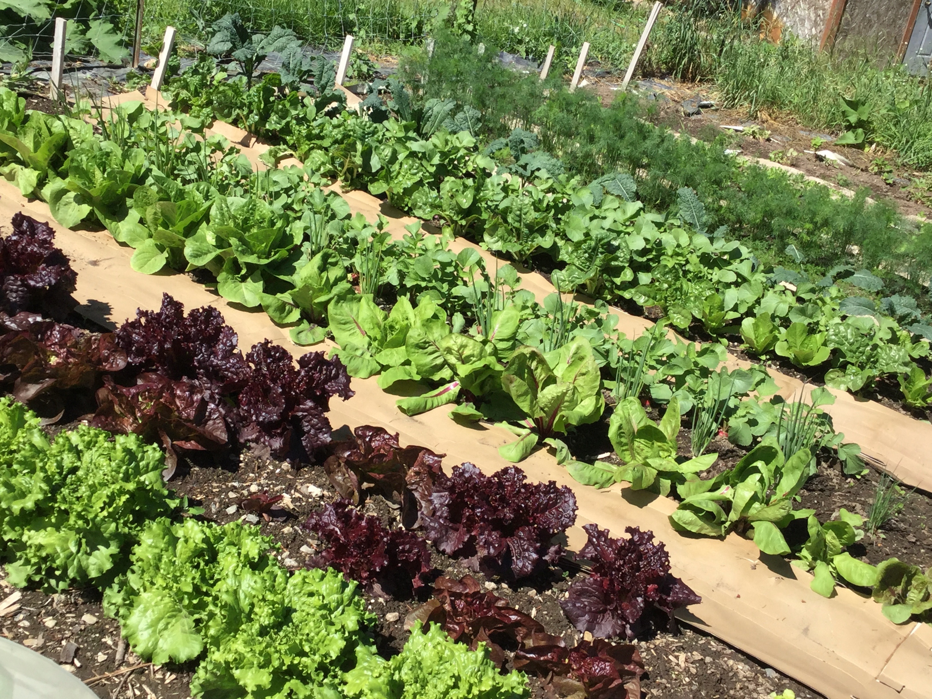 Non/Low Starchy Vegetables